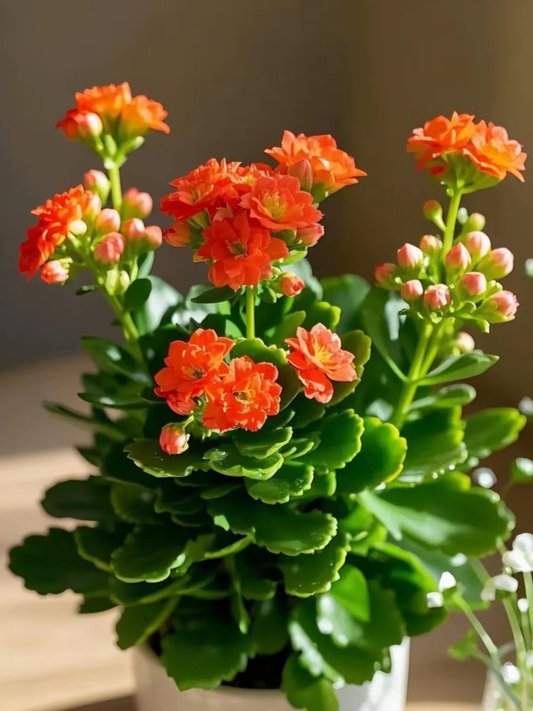 精美的长寿花图片,翠绿的叶片,鲜艳的花朵图片