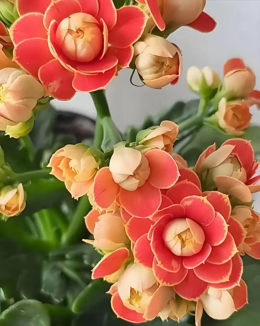 不同色彩的长寿花图片!长寿花花期长花朵鲜艳多彩,很受花友们喜爱!