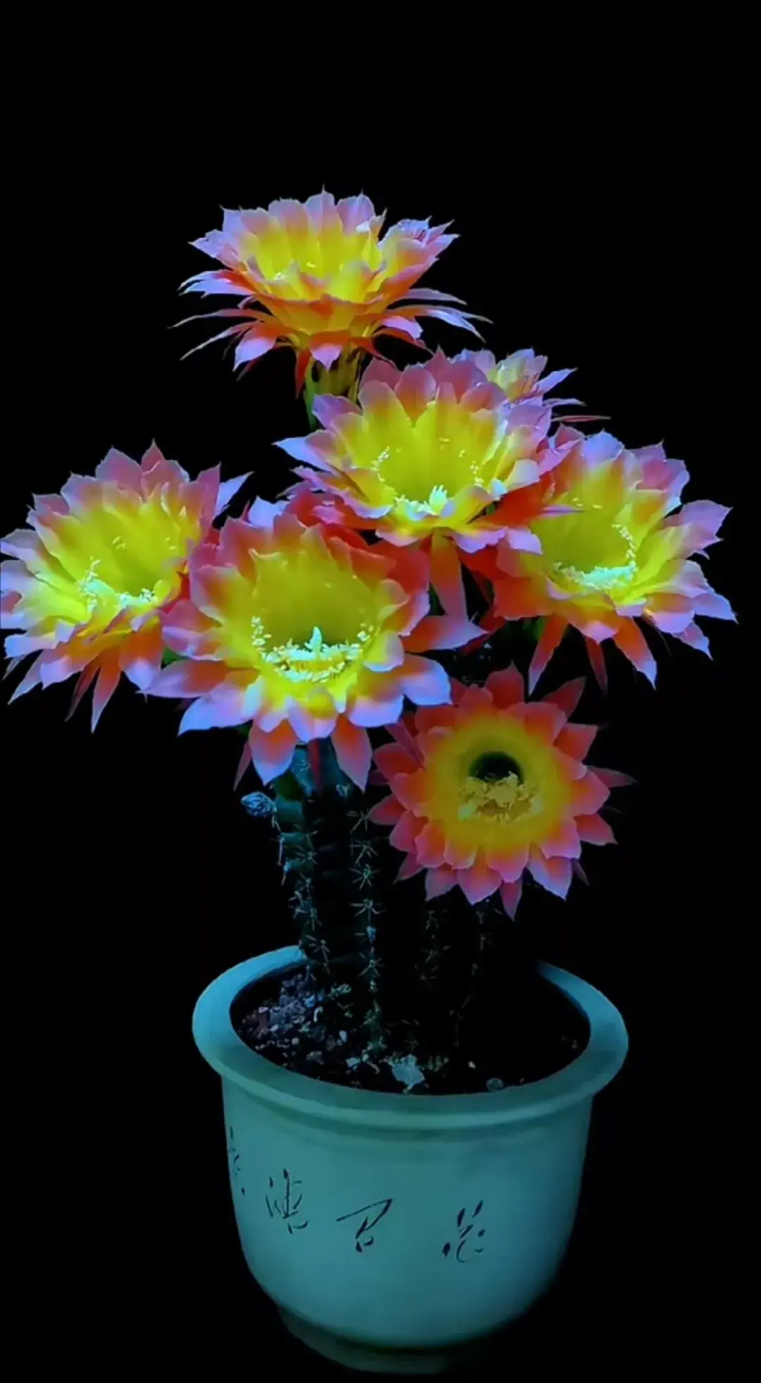 仙人鞭山影开花太鲜艳了,沙漠里的玫瑰!