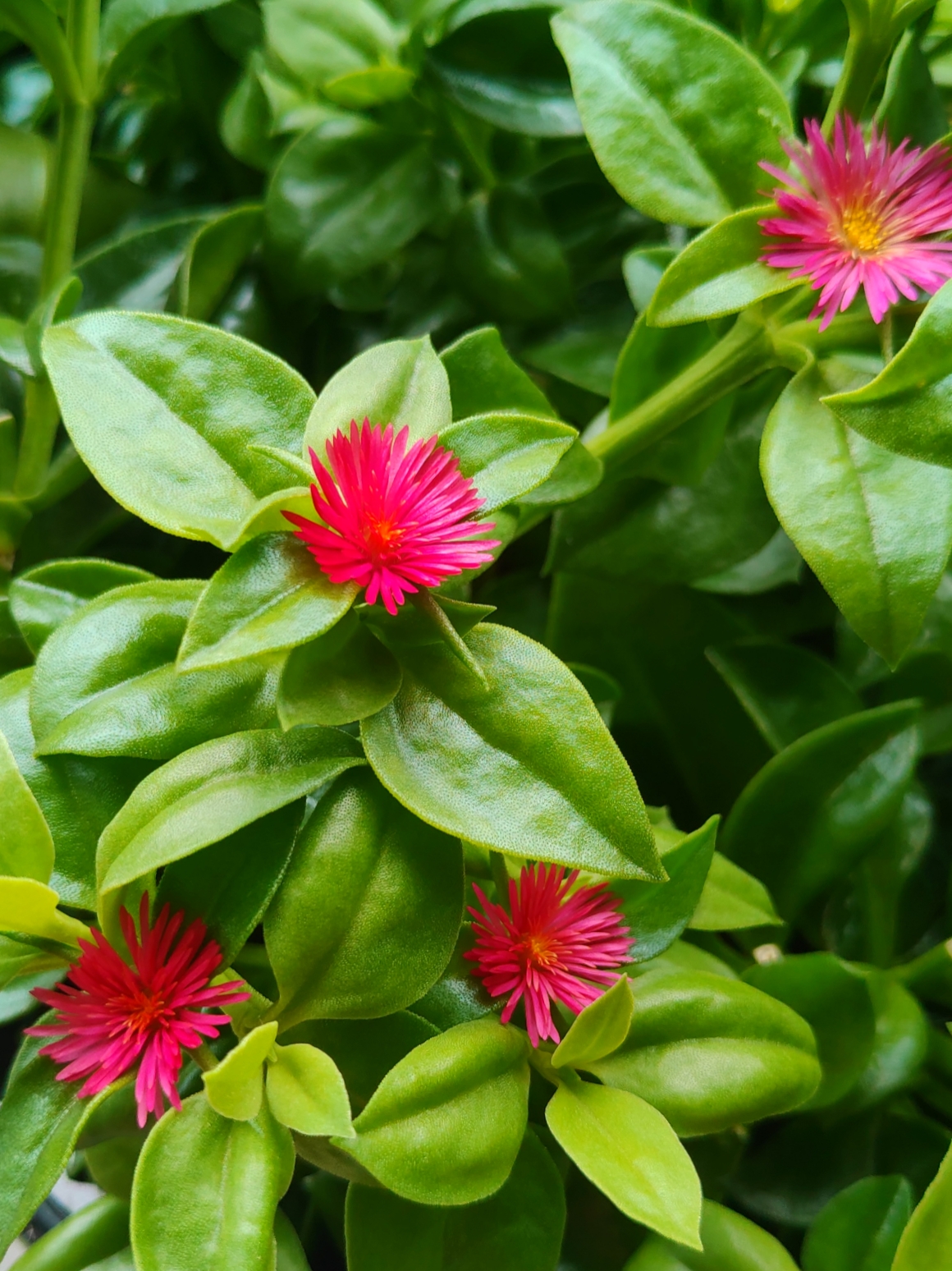 穿心莲不用去买,扦插枝条就能成活,很容易暴盆.