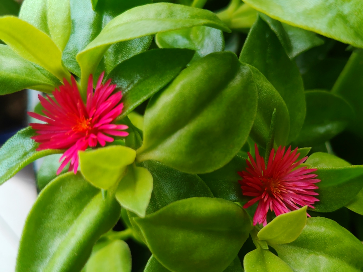 自己在家就能养上一盆.穿心莲不用去买,扦插枝条就能成活,很容易暴盆.