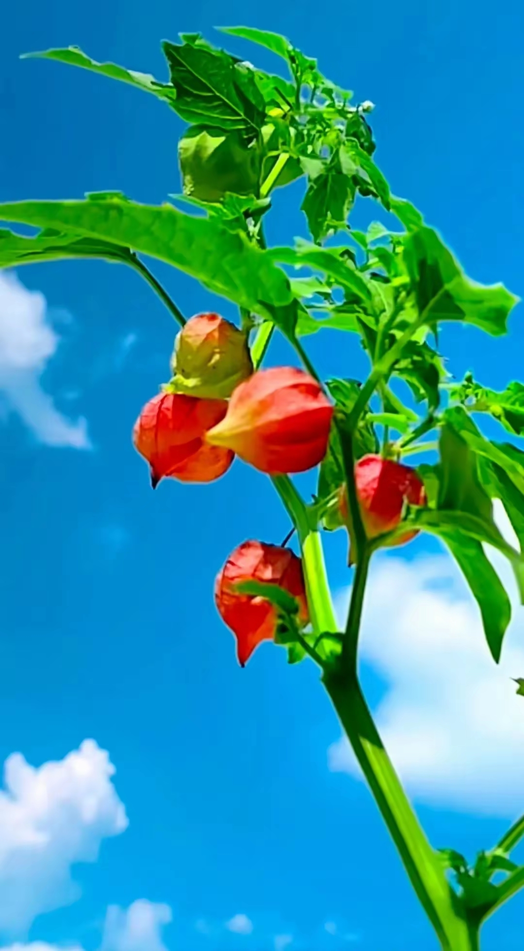 知道这是什么花儿吗?红姑娘,千牛花,小黑柿子小时候都看到过吗?