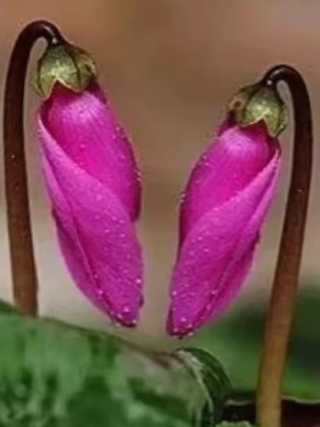 结伴而行的夫妻花!