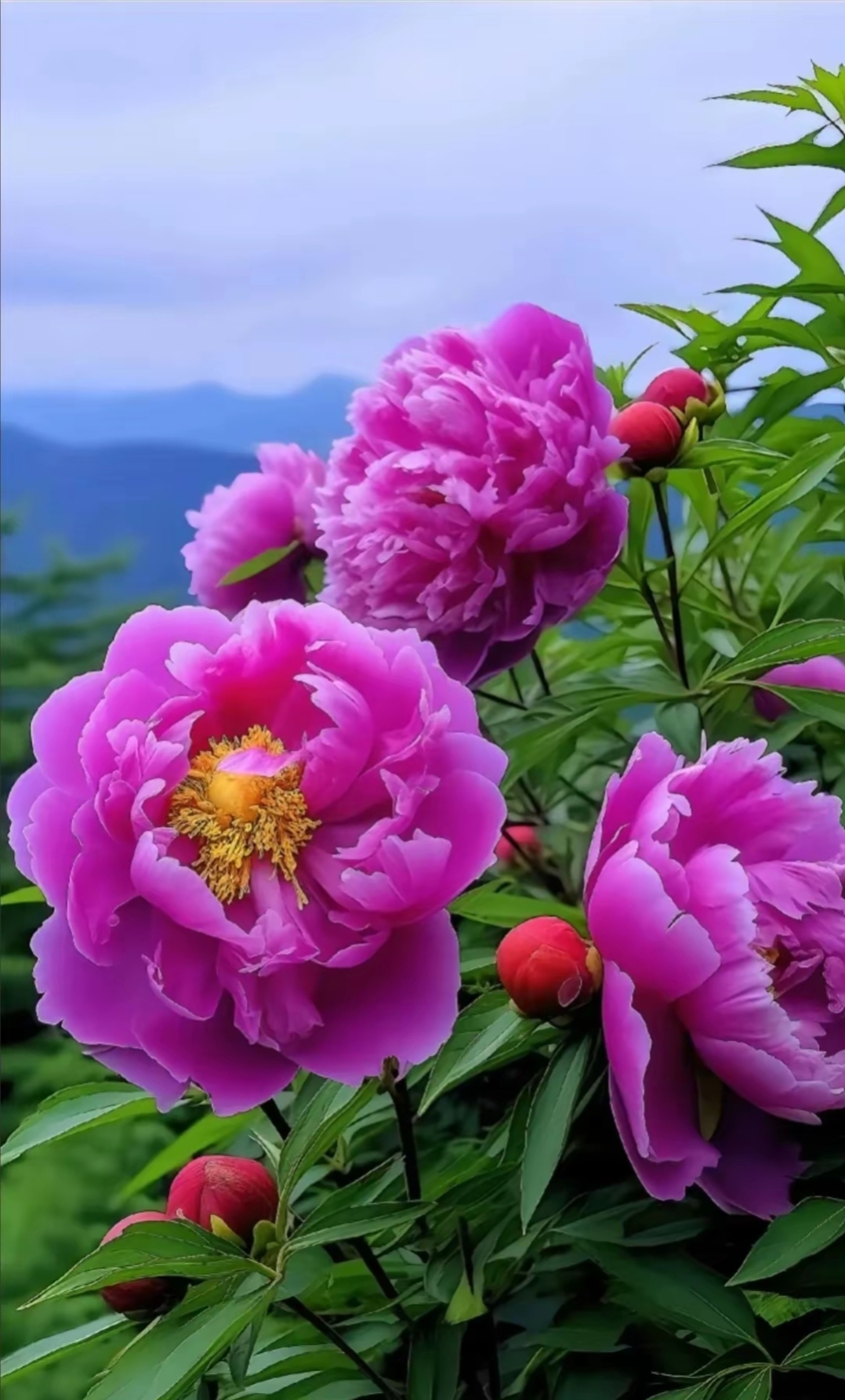 这里有牡丹花也有芍药花图片,看看你能不能分得清楚牡丹花和芍药花的