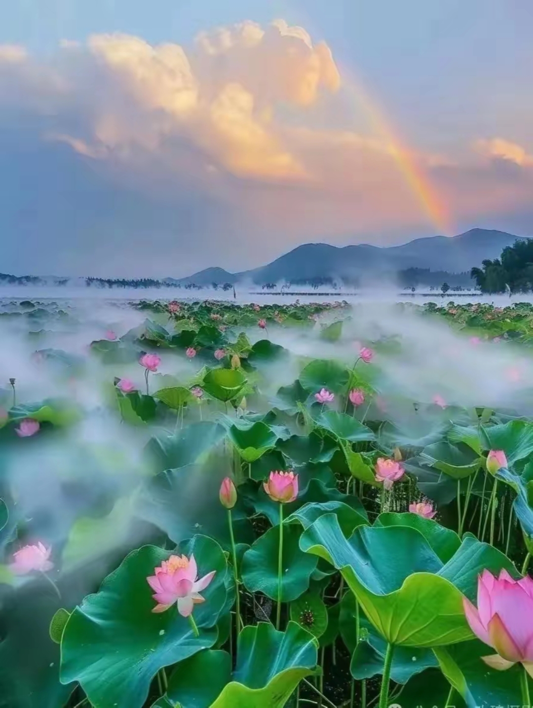 雾荷花仙境图片