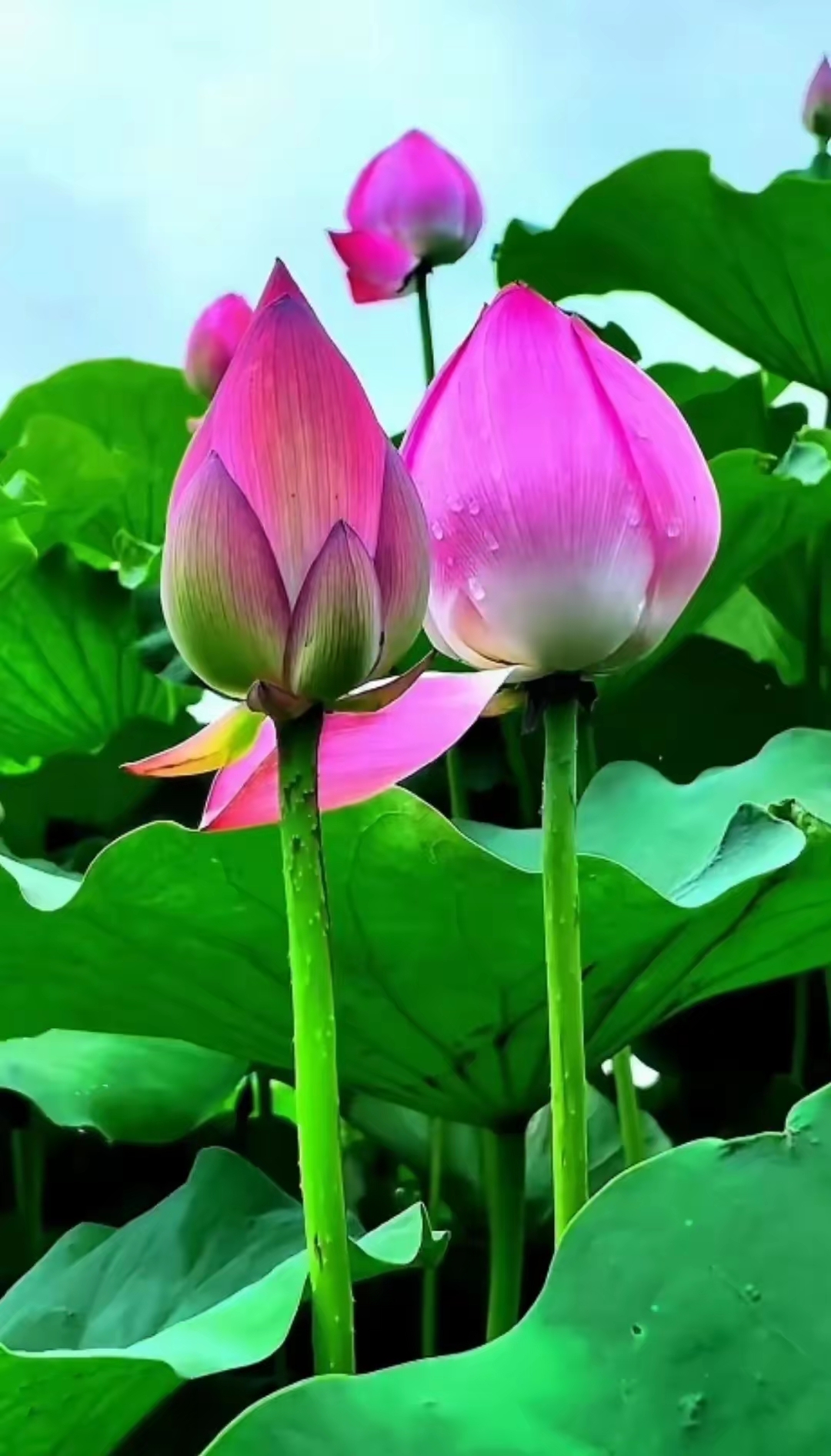 粉色的荷花图!并蒂莲的图片!美翻天的荷花图!