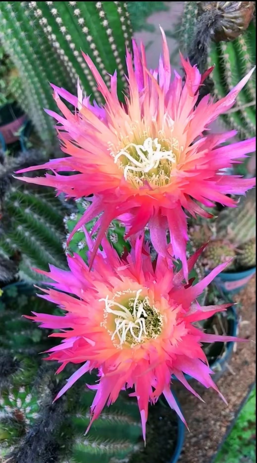 仙人掌开花图片!仙人掌的花朵很是艳丽!