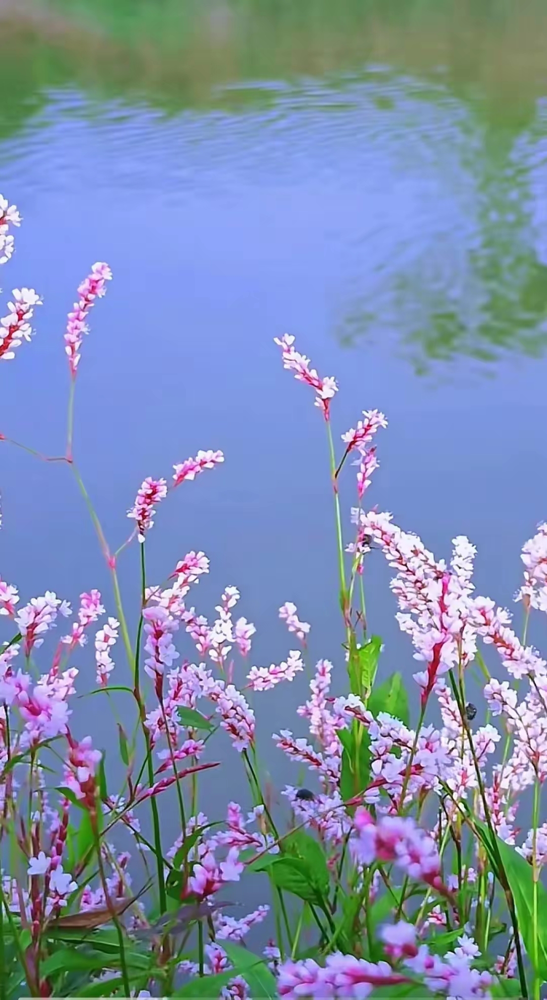 河边的花花草草争奇斗艳,各有特色.河边溜达一圈花开正艳,心情大好.