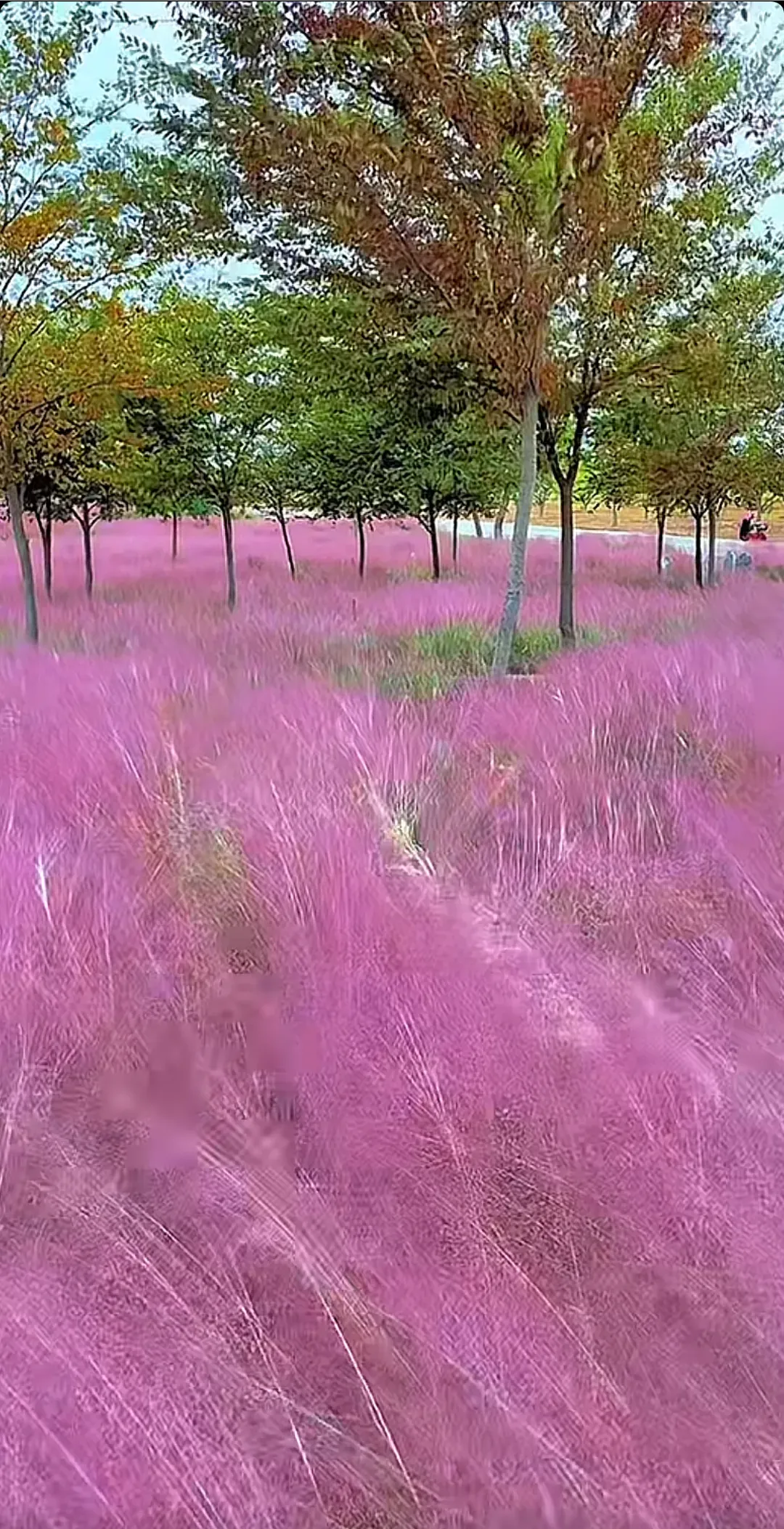 盱眙粉黛花海图片