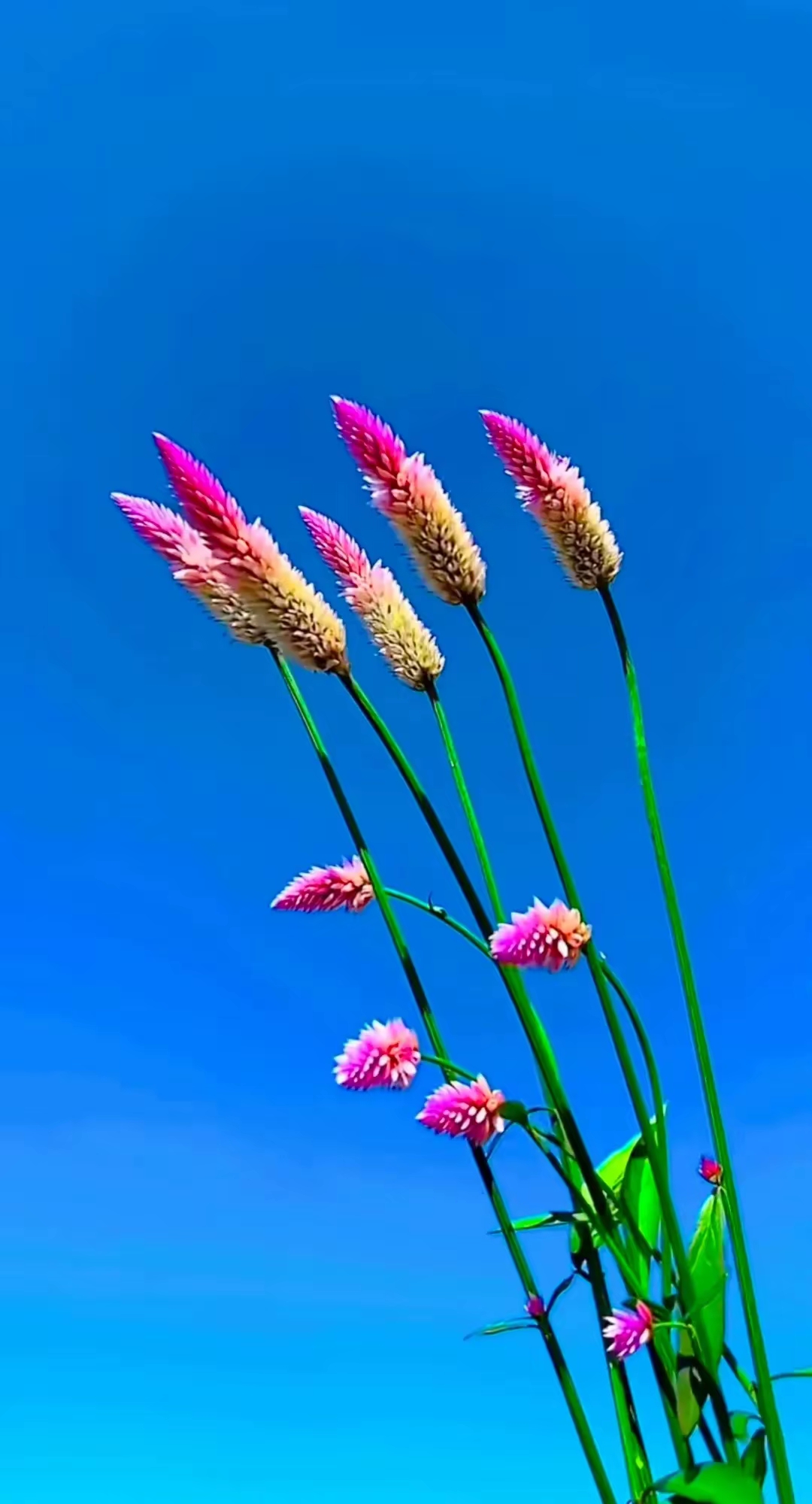 可别小看这些野花,拍出照片来一样绚烂多彩!