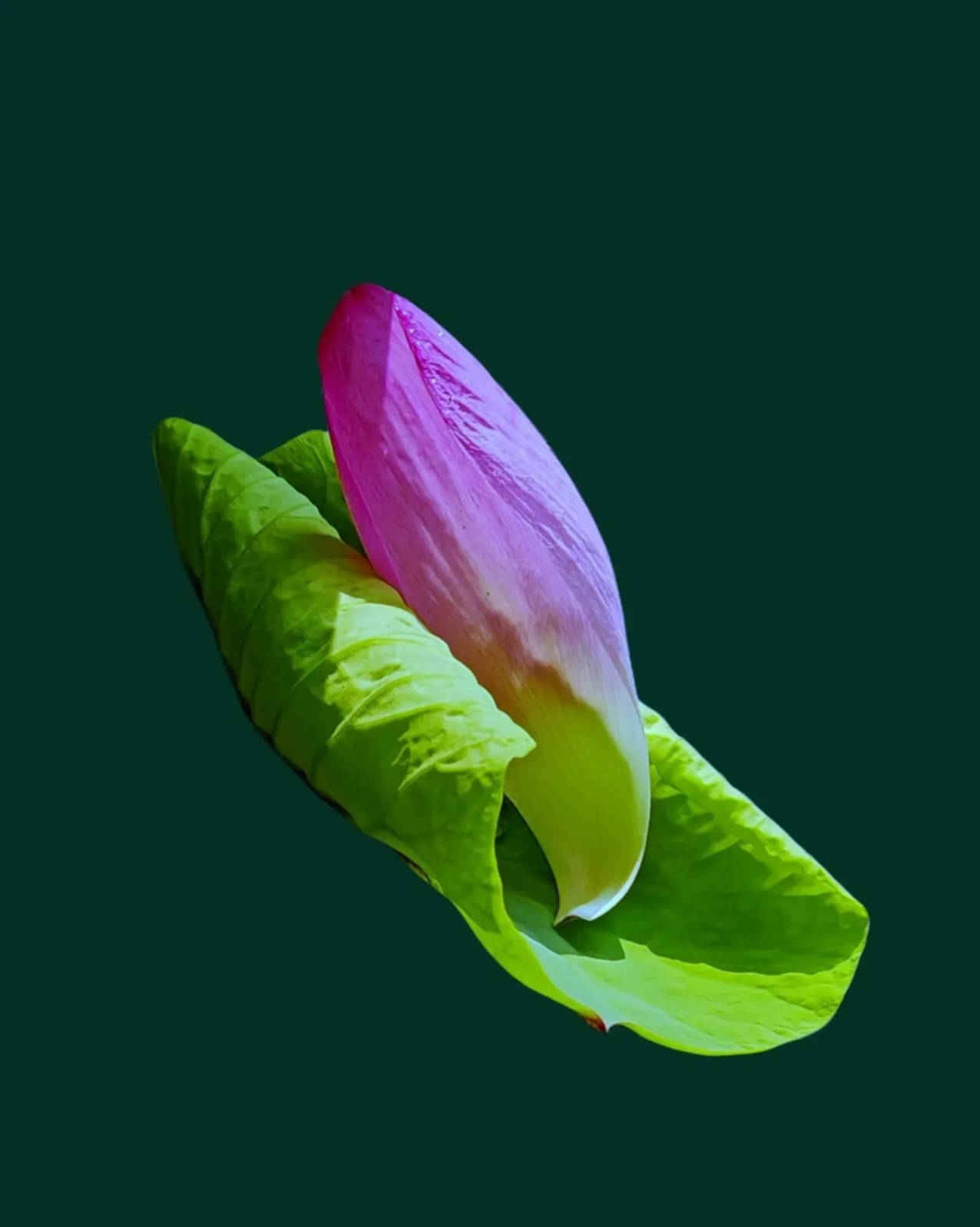 荷花瓣凋落的瞬间之美,意境非凡.禅语心声