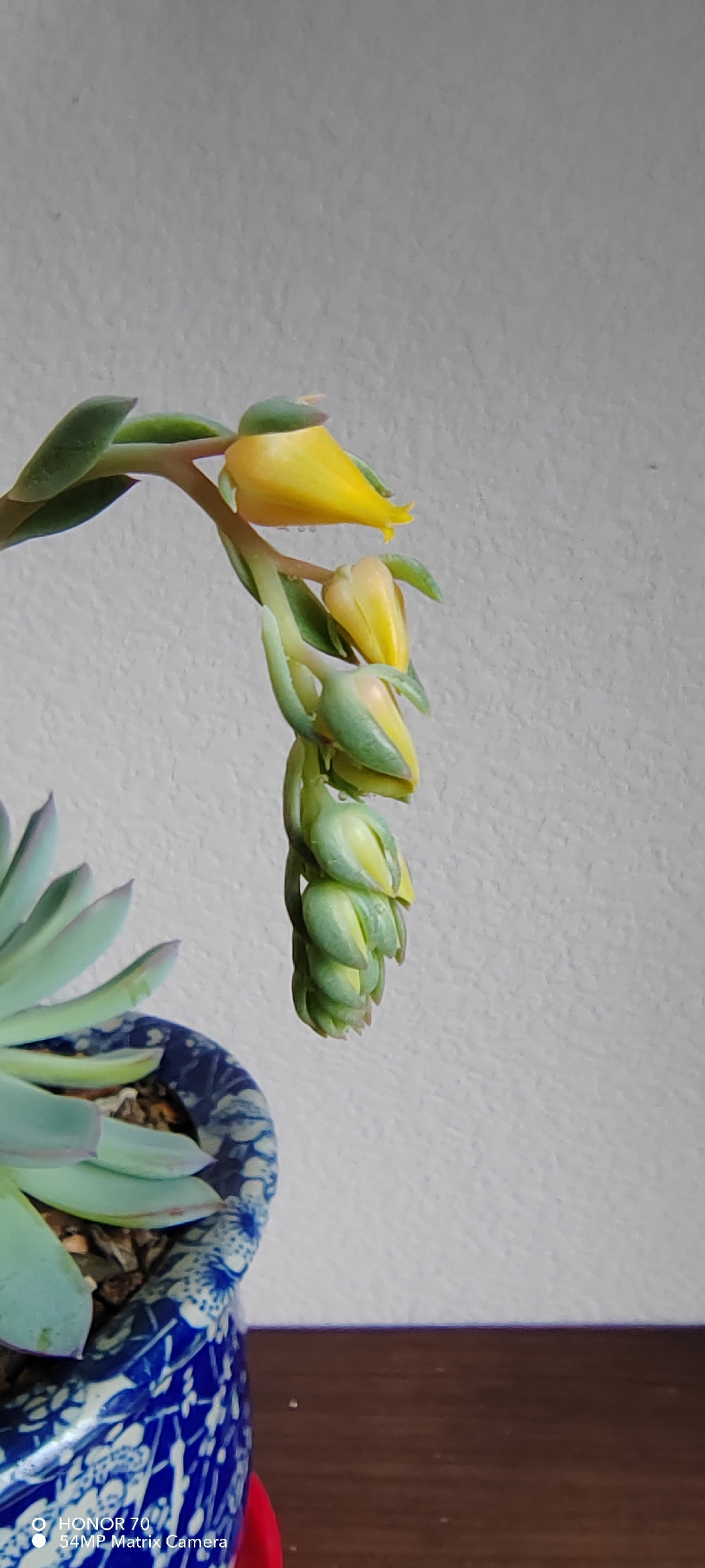 多肉花月夜长出花剑了,养了这么多年这还是第一次看到长花剑开花的.