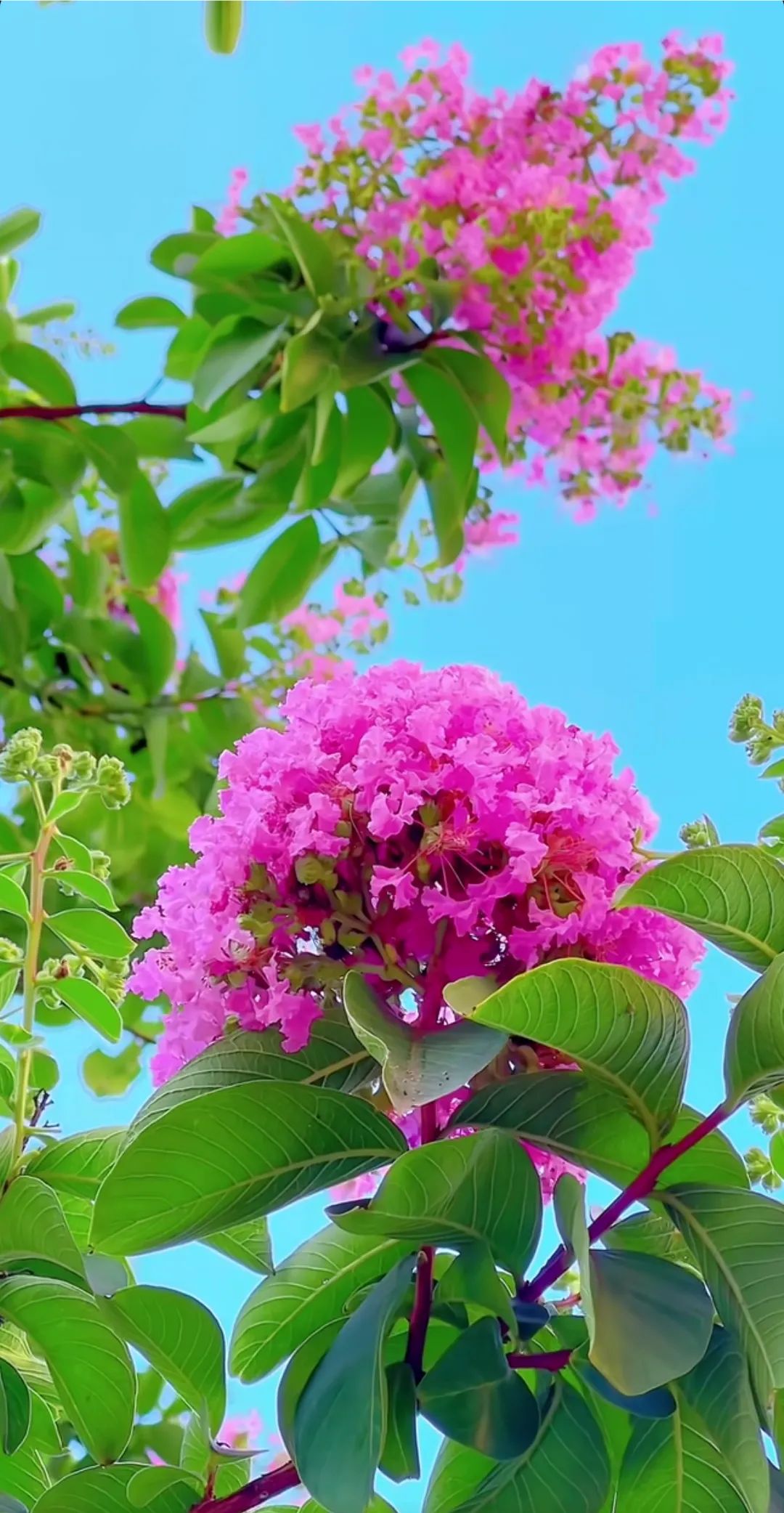 漂亮的紫薇花映红了整个天空