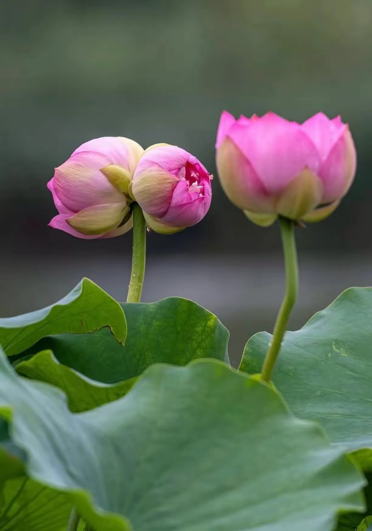 并蒂莲花图片