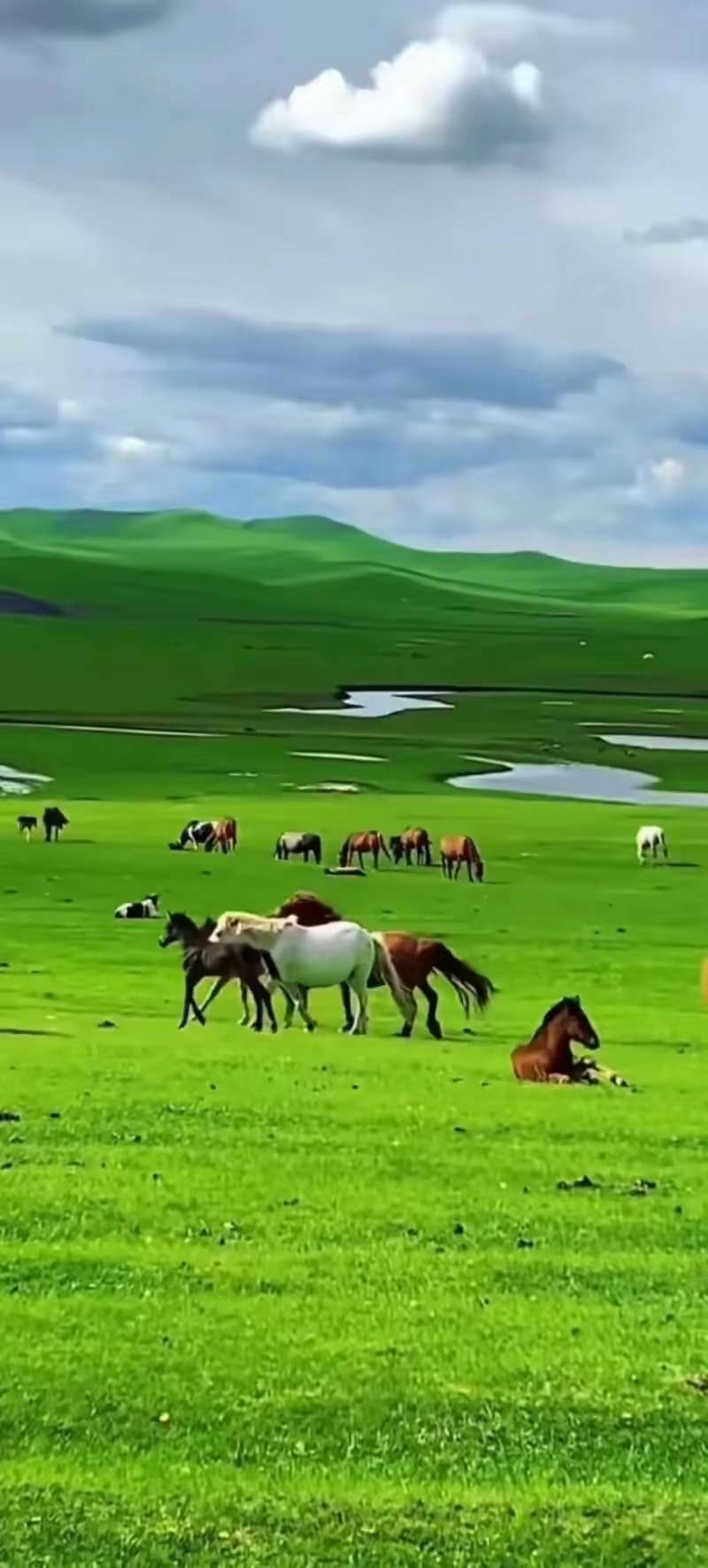 绿草如茵,马儿悠闲,这样的生活真让人向往!