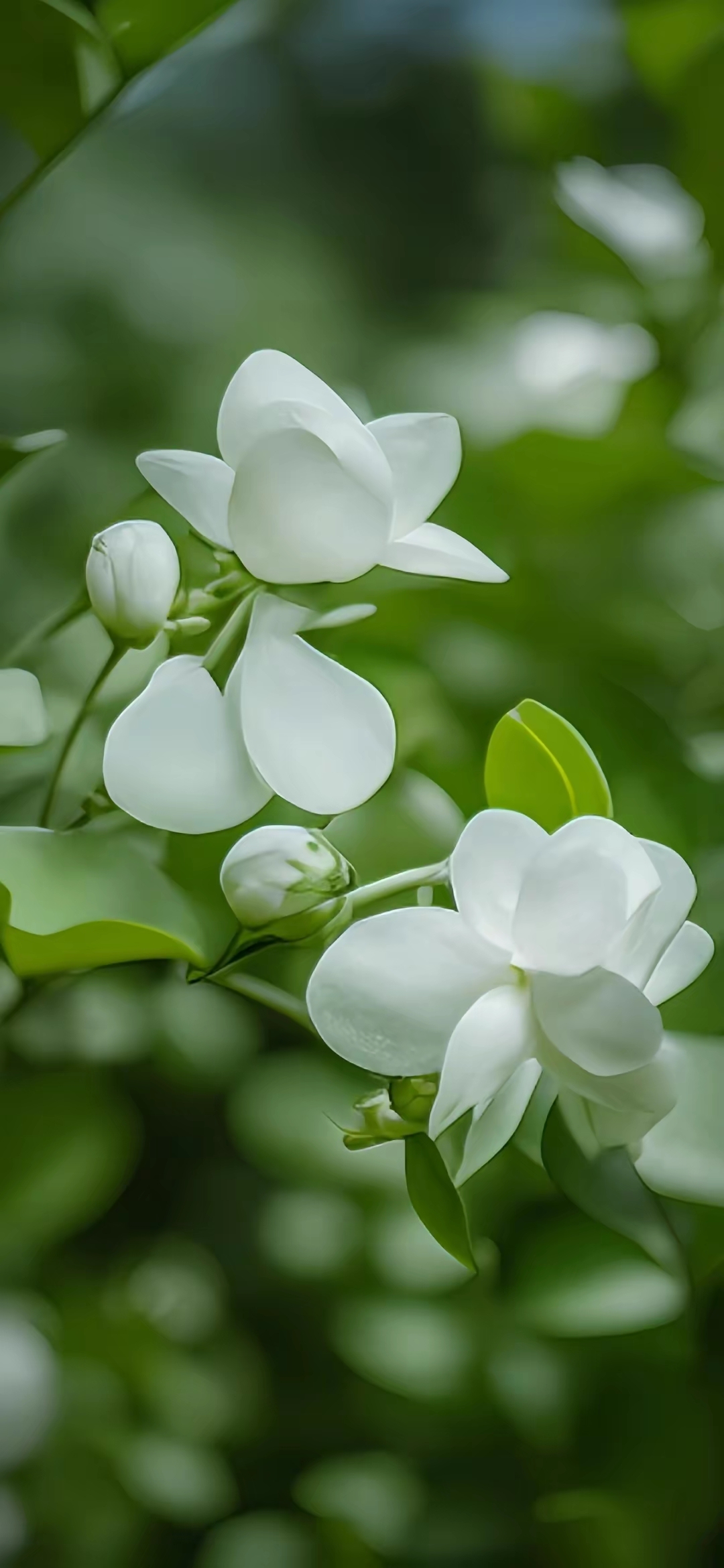 真实花图片大全图片