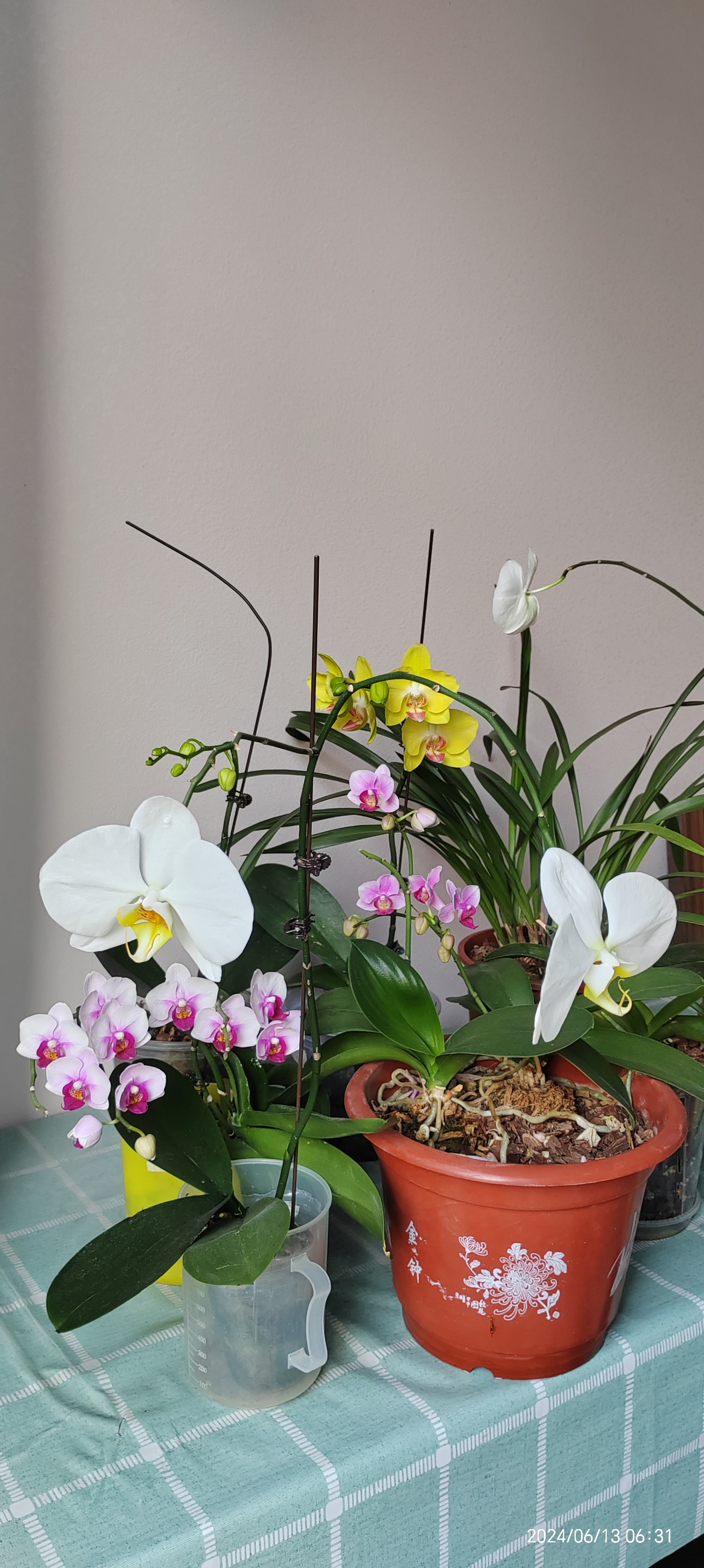 看看夏日盛开的蝴蝶兰们,花朵个个漂亮!