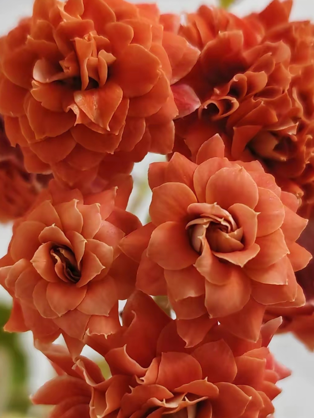 长寿花大朵重瓣的金陵图片!太漂亮啦