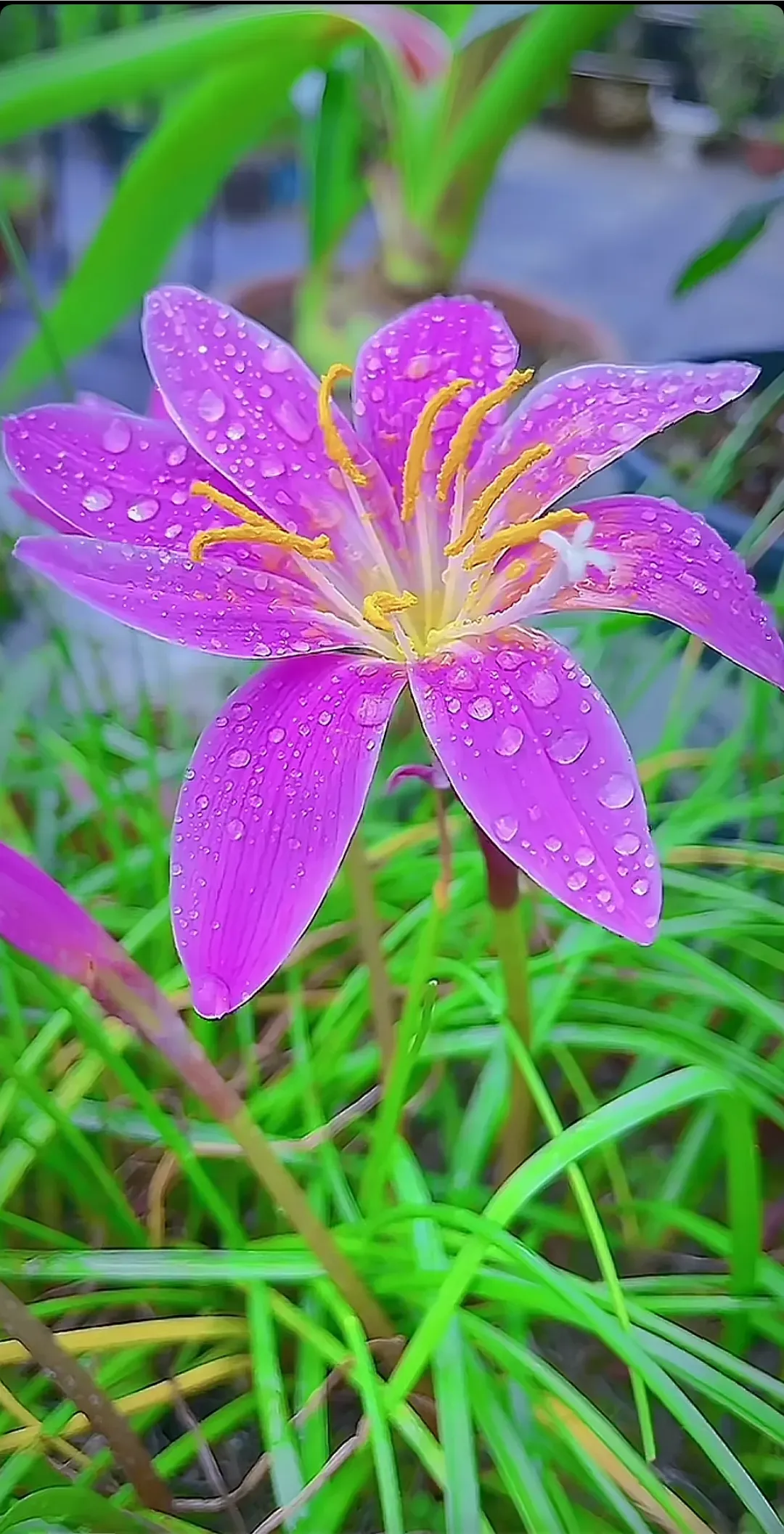 风雨兰图片真实图片