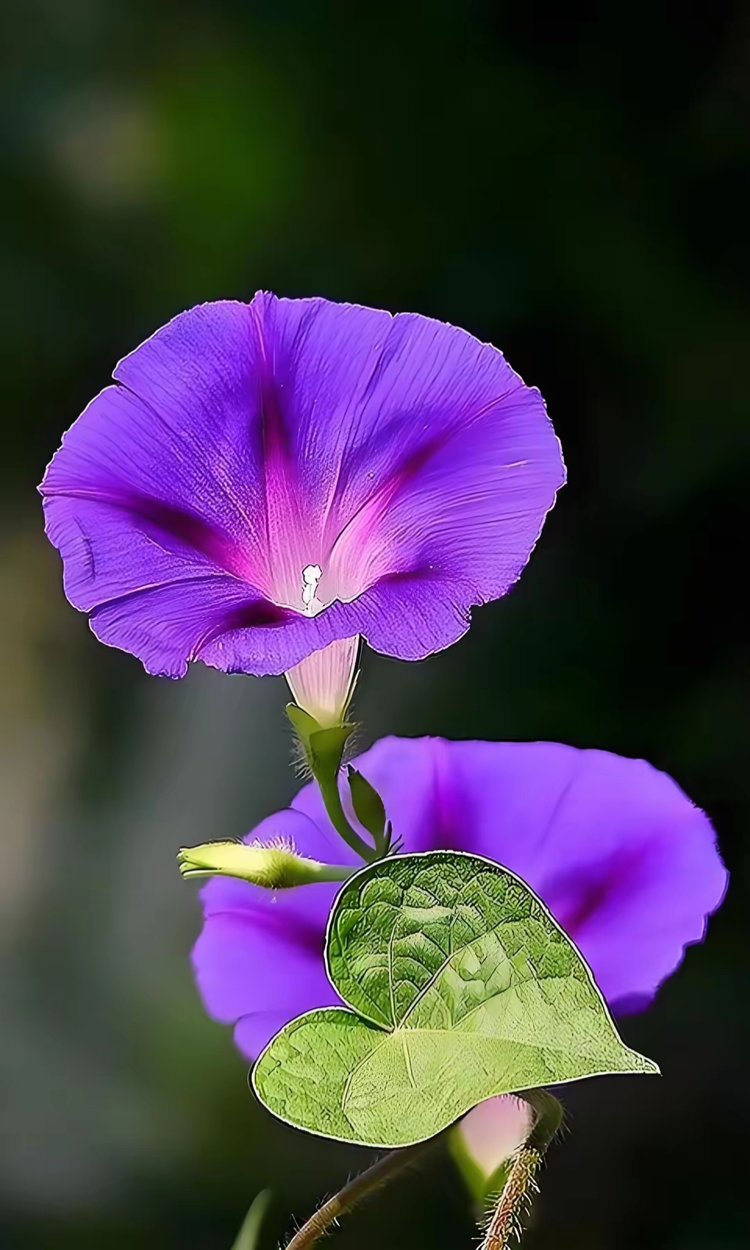 牵牛花这漂亮的色彩,还有这婀娜多姿的身躯,这也太漂亮了吧