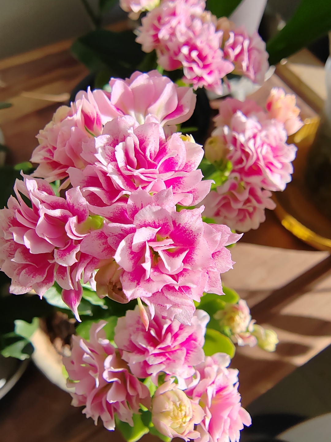 这些长寿花你更喜欢哪一种,这算不算百花齐放?