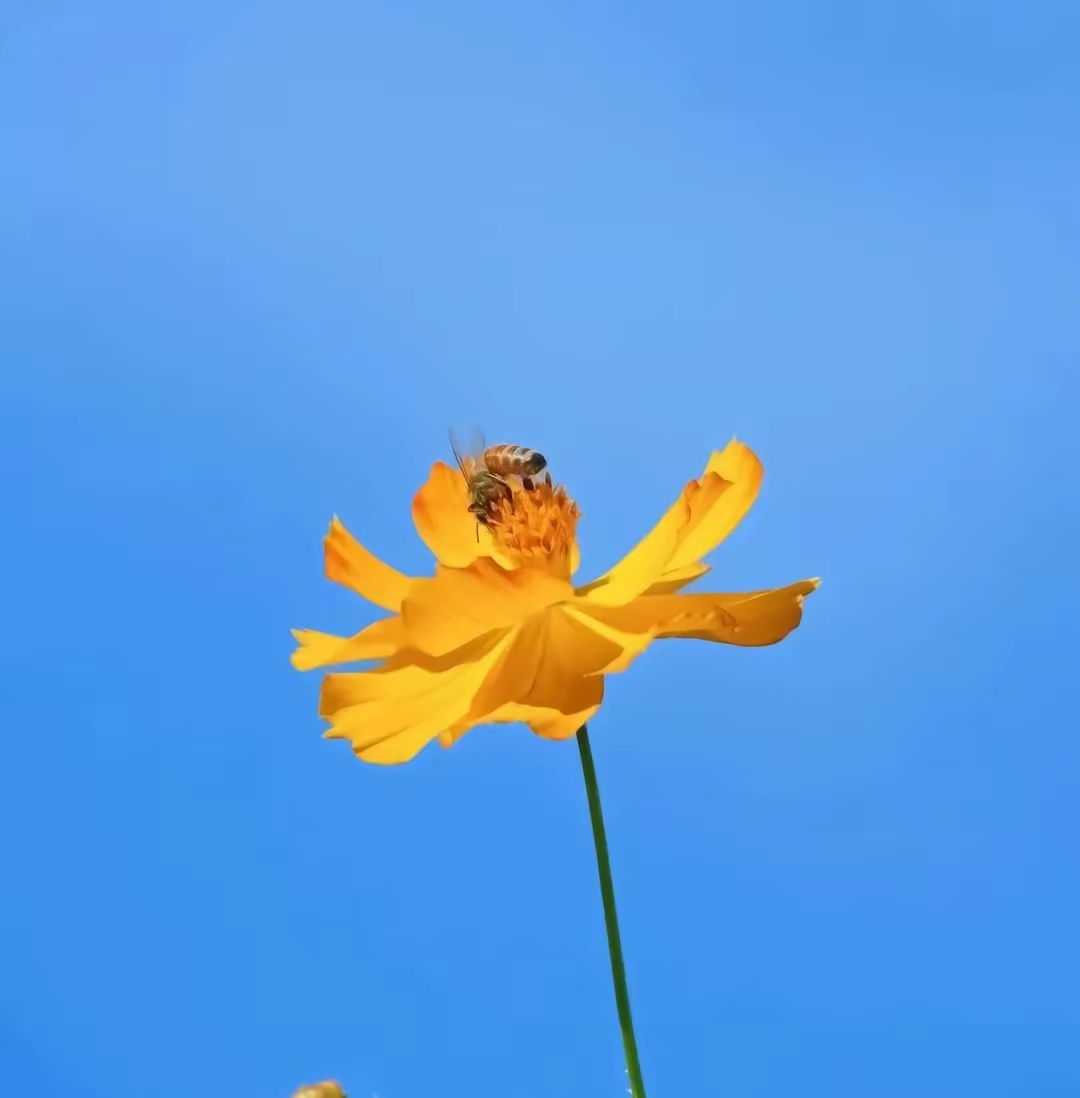 格桑花漂亮艳丽,在阳光照射下更加耀眼