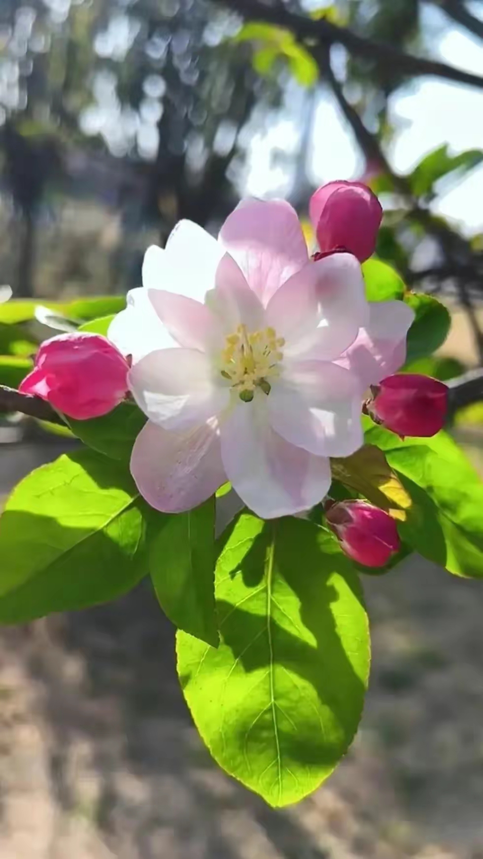 海棠花象征着什么图片