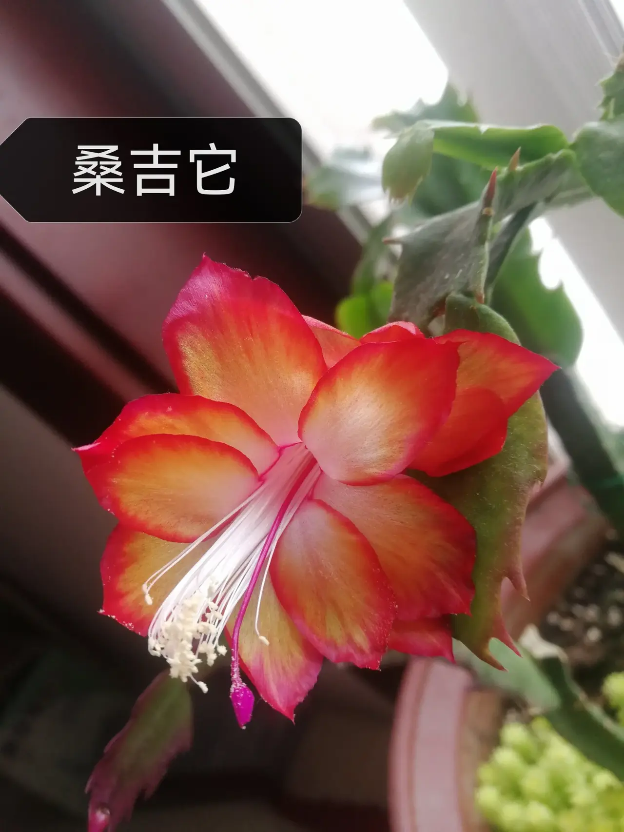 漂亮的蟹爪兰,不同色彩还挺漂亮的!