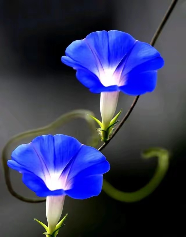 喇叭花图片!成双入对的喇叭花图片!结伴而行向上攀爬.