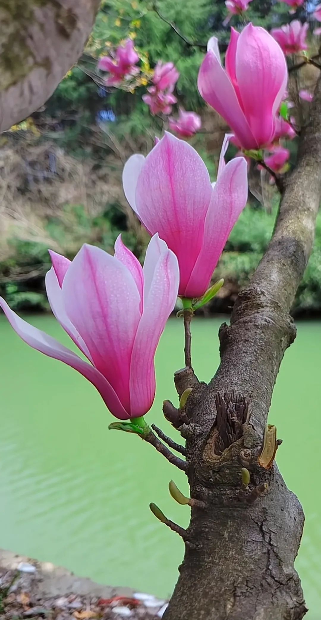 玉兰花是报春的花卉之一