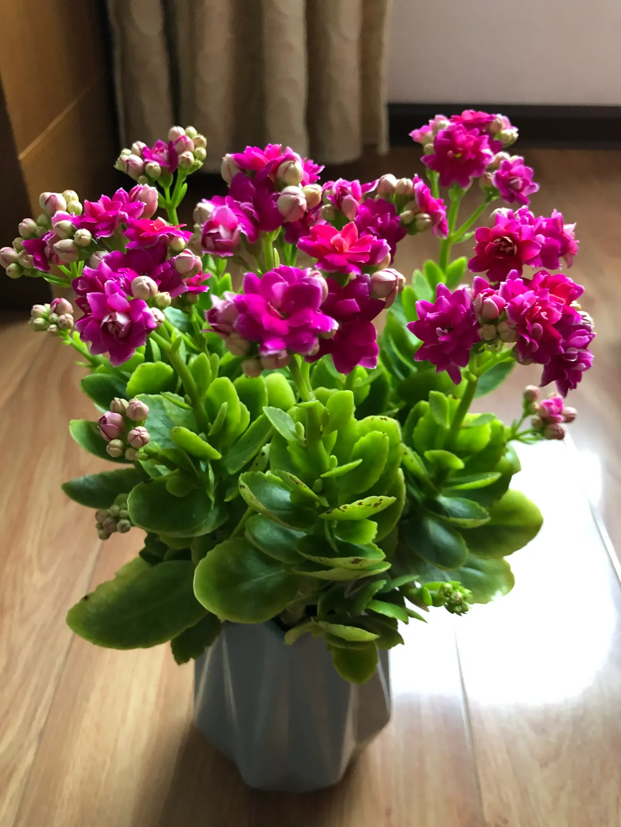 漂亮的盆栽长寿花