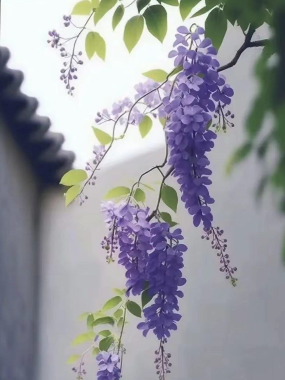 漂亮的紫藤花图片!