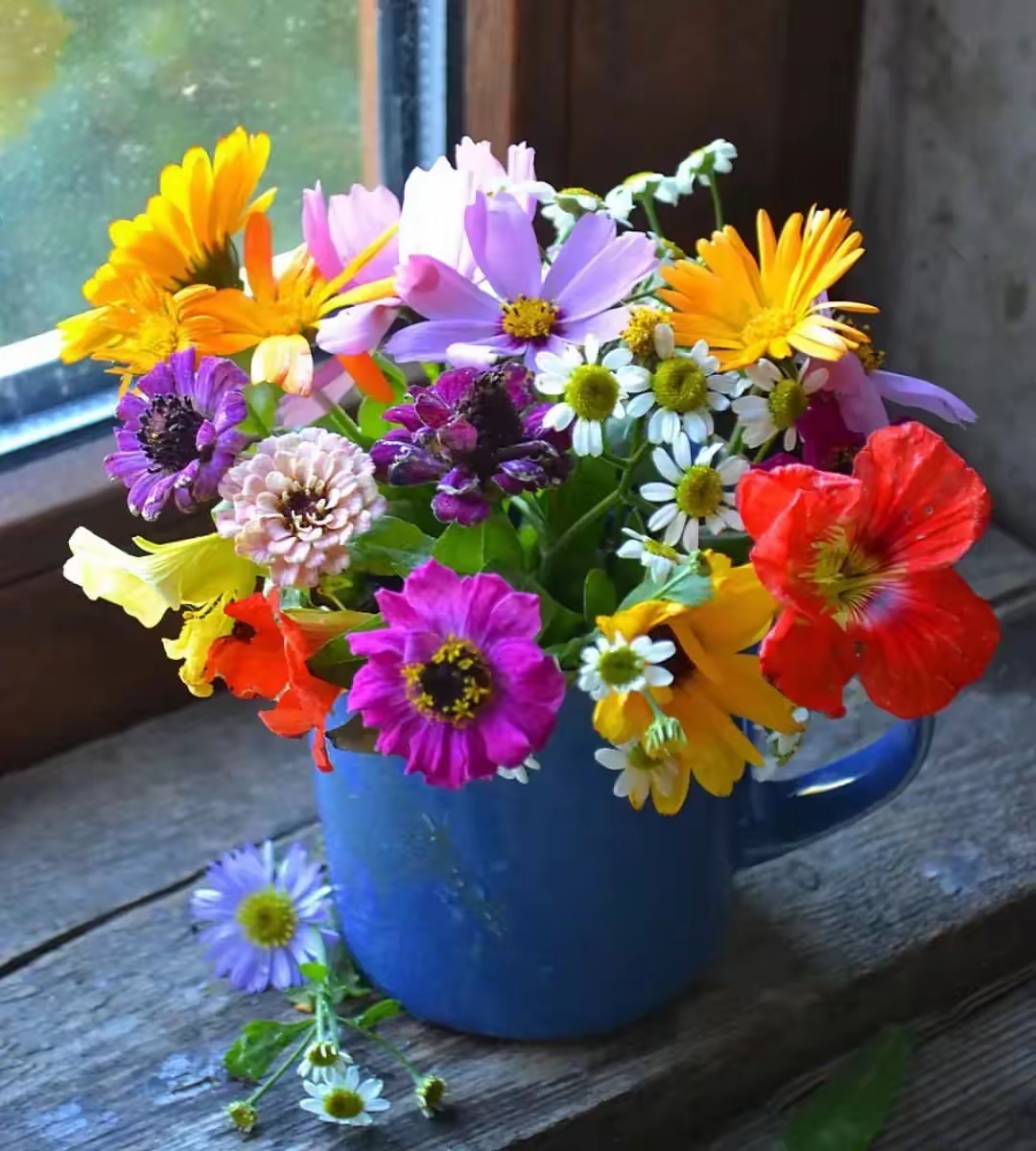 路边的野花不要采图片!漂亮的小花朵用来插花艺术还挺漂亮!