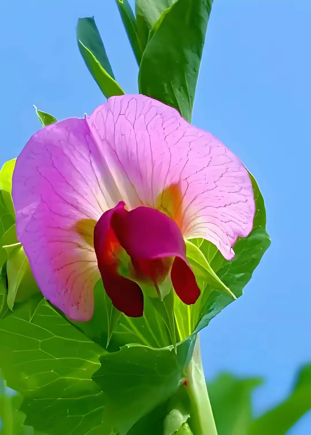 豌豆单性花图片