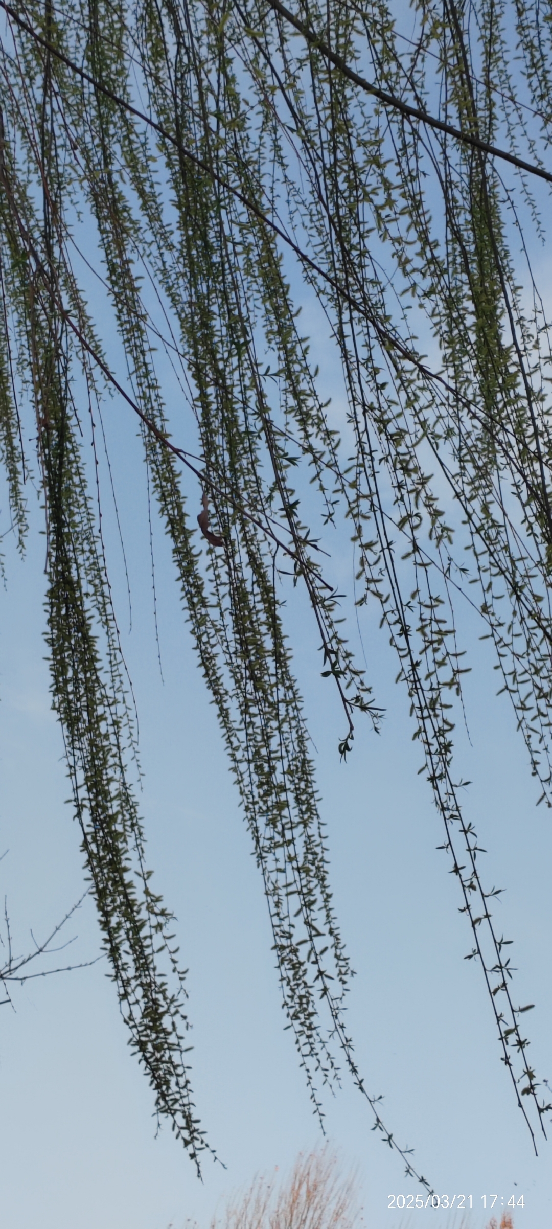 抬头看,柳树枝条在蓝天上摇曳,被微风一吹就欢快的舞动起来