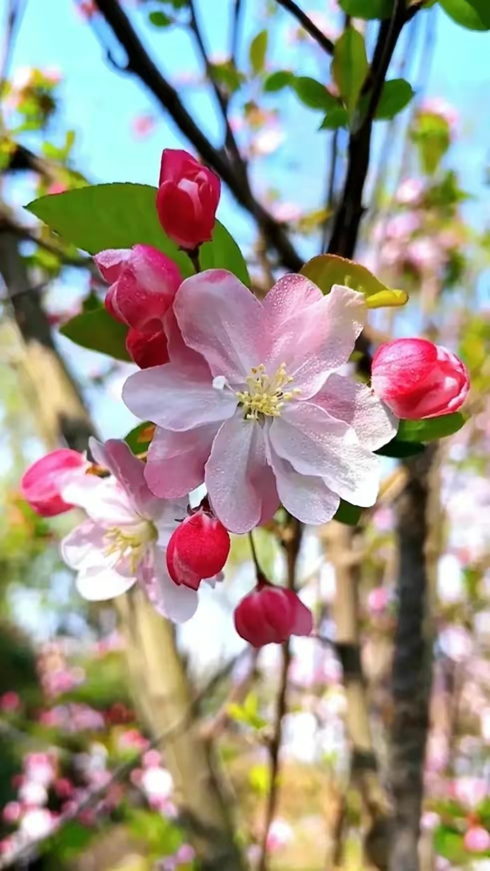 海棠花象征图片