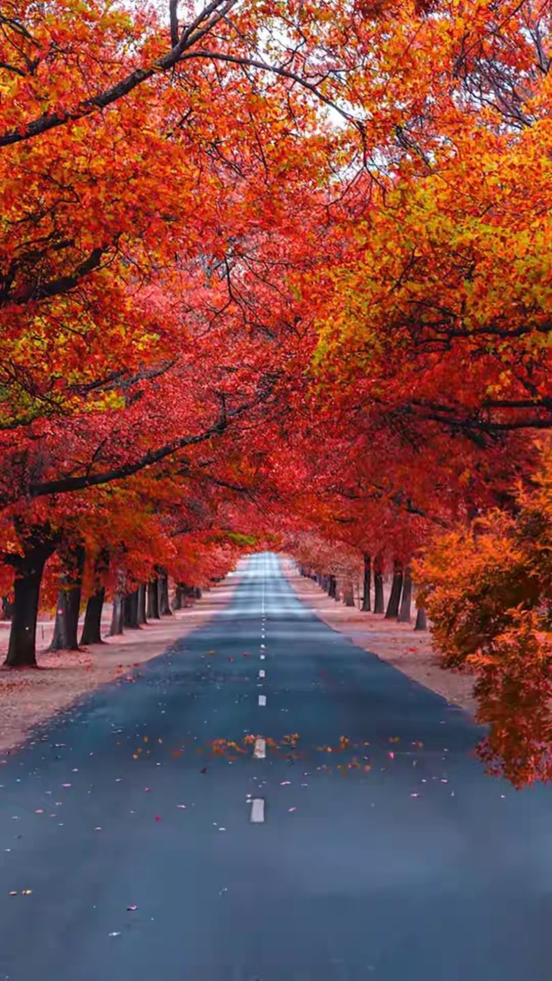 秋天的童话,一树树红叶如火,铺满了林荫道,美得让人心醉