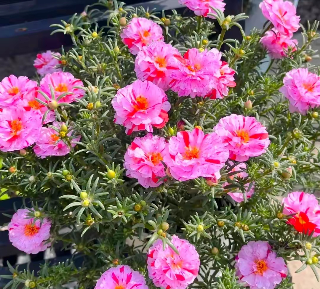 漂亮的太阳花图片,给点阳光就灿烂儿花朵图片!