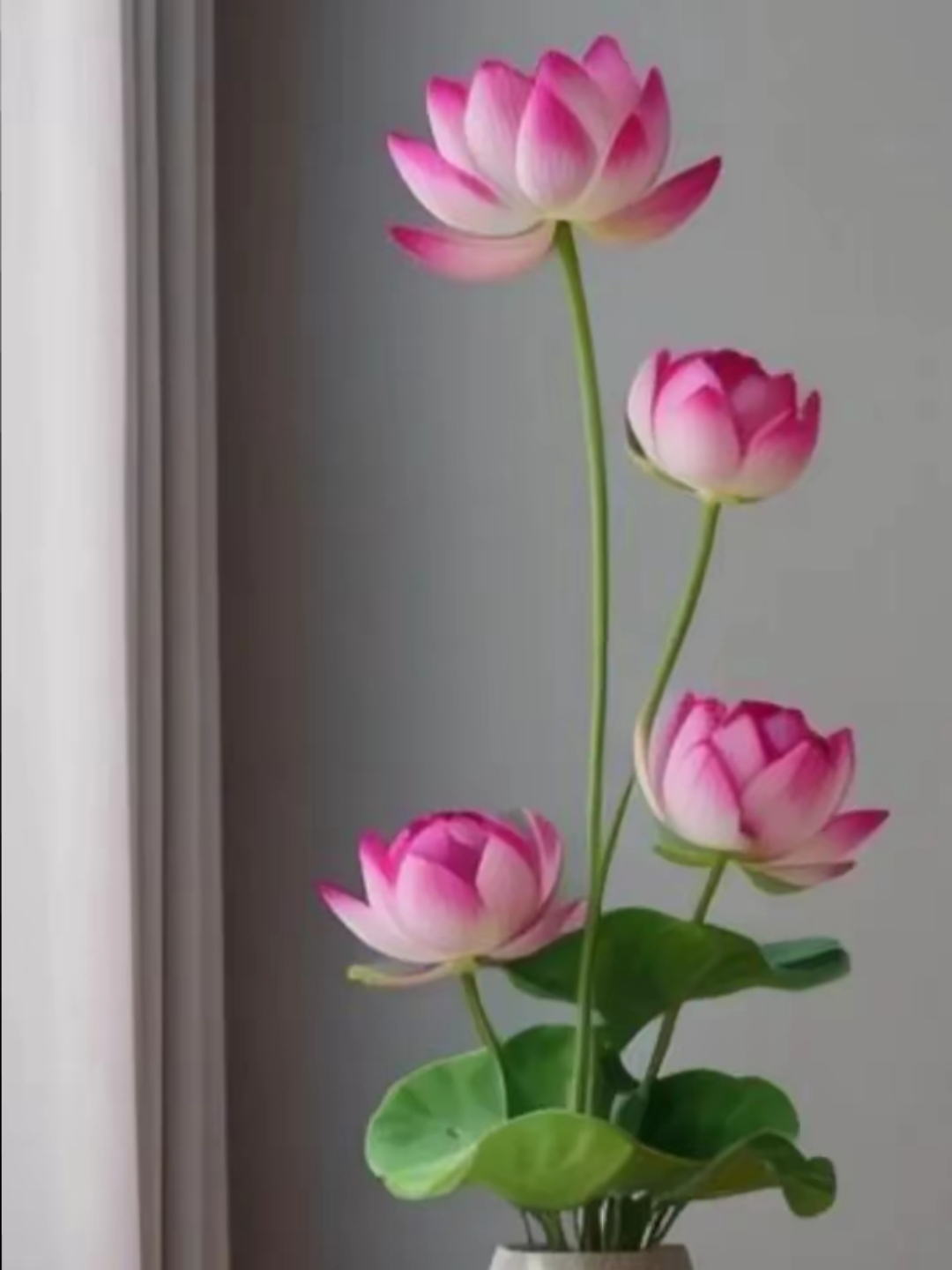 漂亮的荷花图片!插花图片.