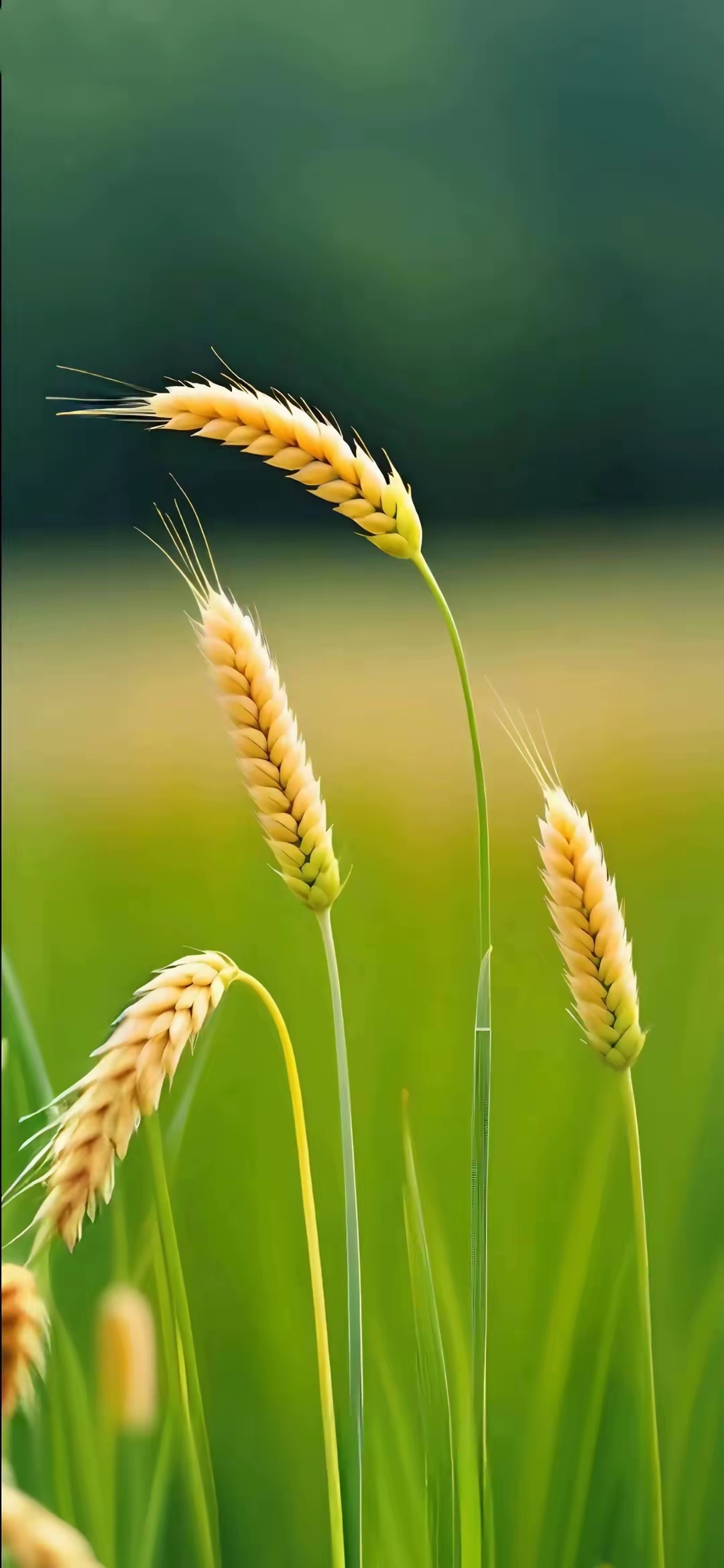 漂亮的壁纸屏保背景图,金灿灿的麦穗!