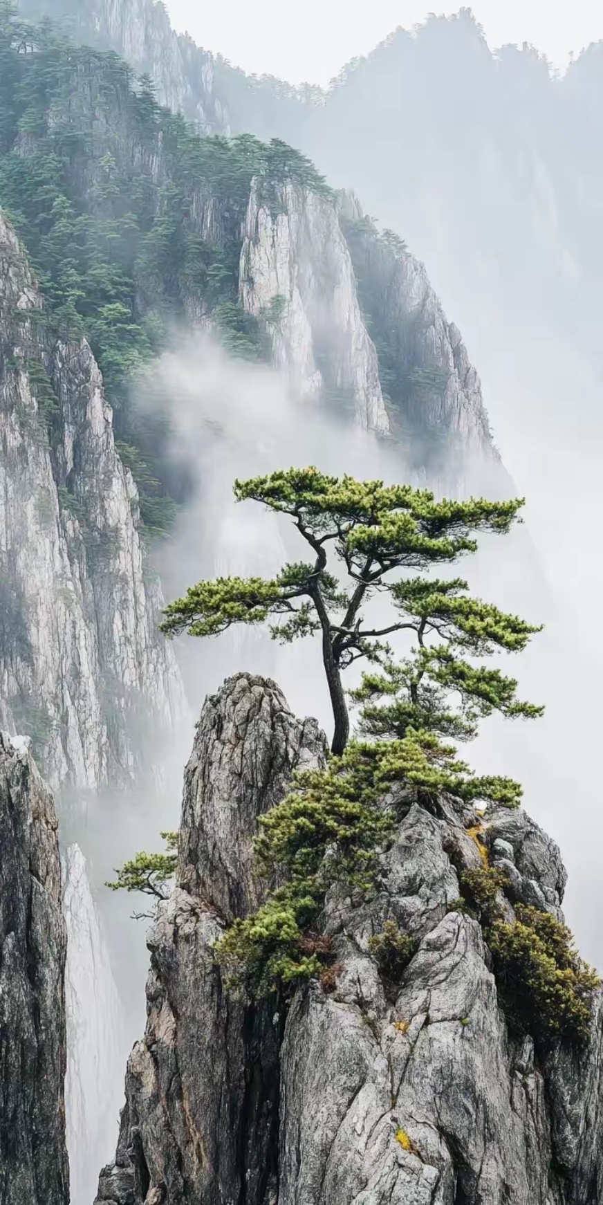 松立绝顶,雾绕云飞.泰山石上一棵松图片!