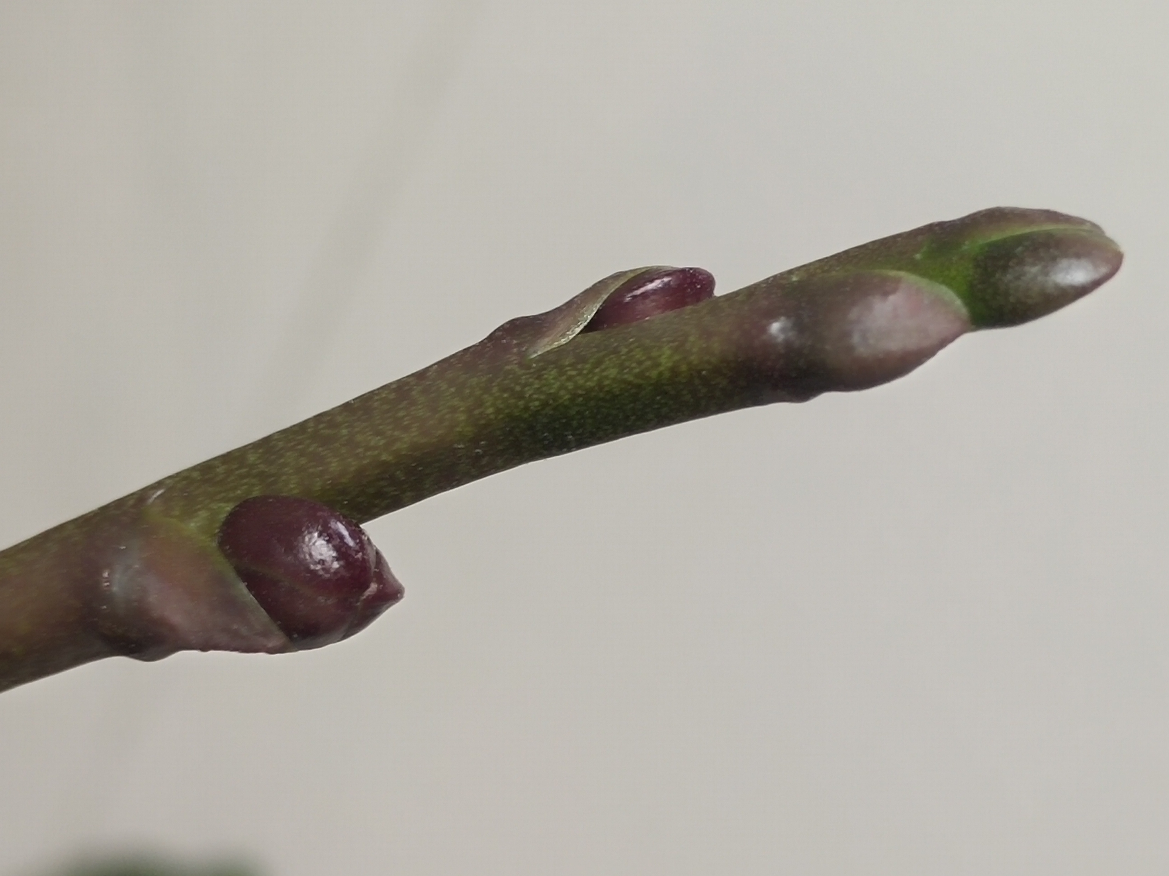 蝴蝶兰大辣椒花剑粗花朵大花期长,这花苞也太多了吧!