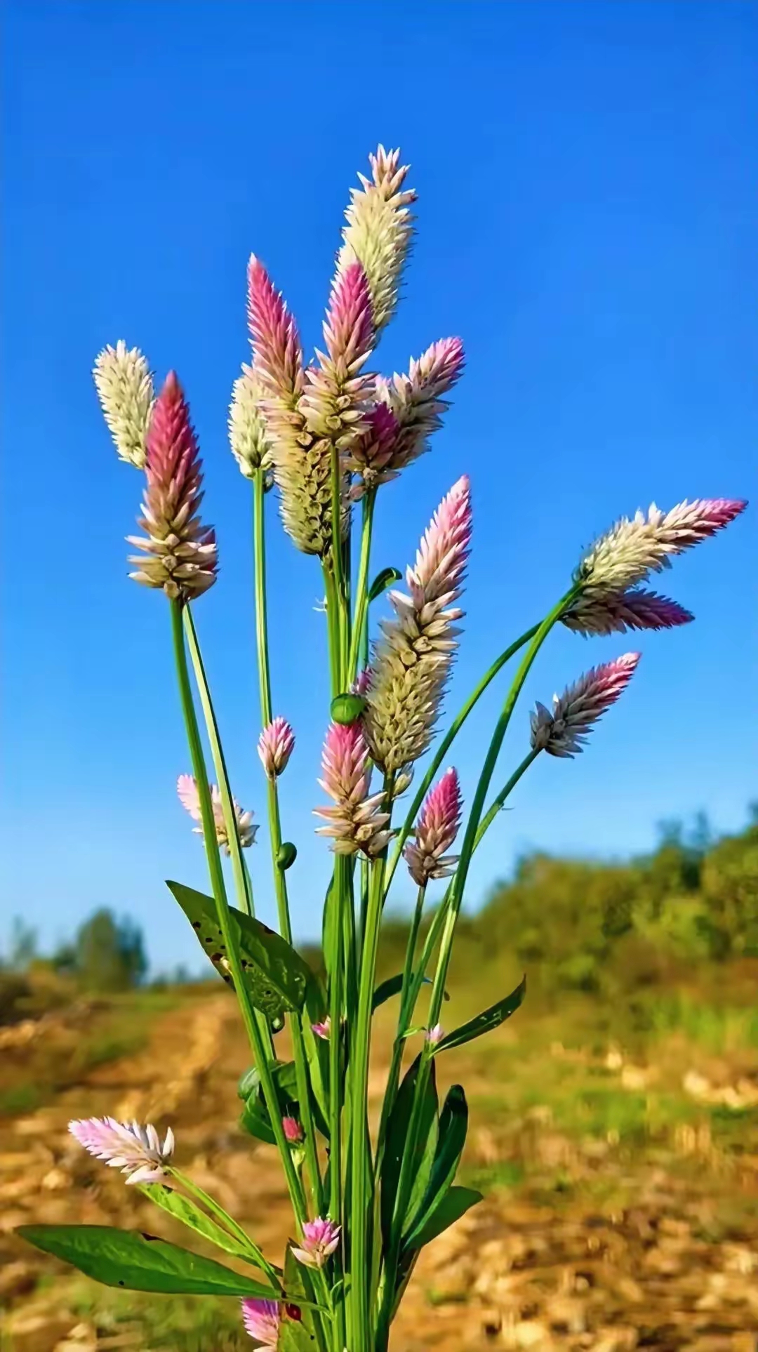 这是地里长的叫狗尾巴花