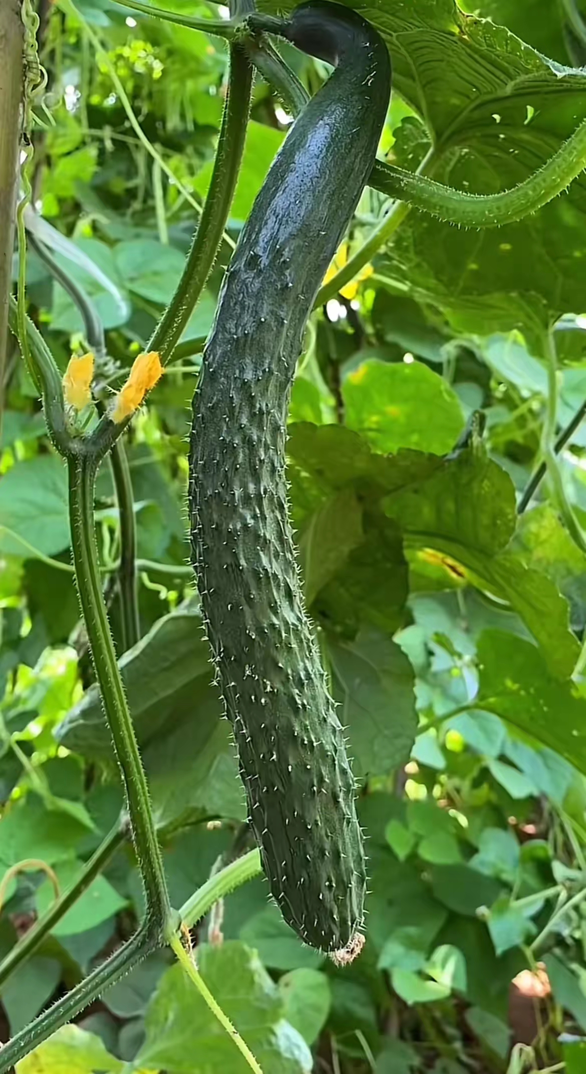 黄瓜西红柿茄子西瓜辣椒丝瓜图片!好新鲜的蔬菜瓜果呀.