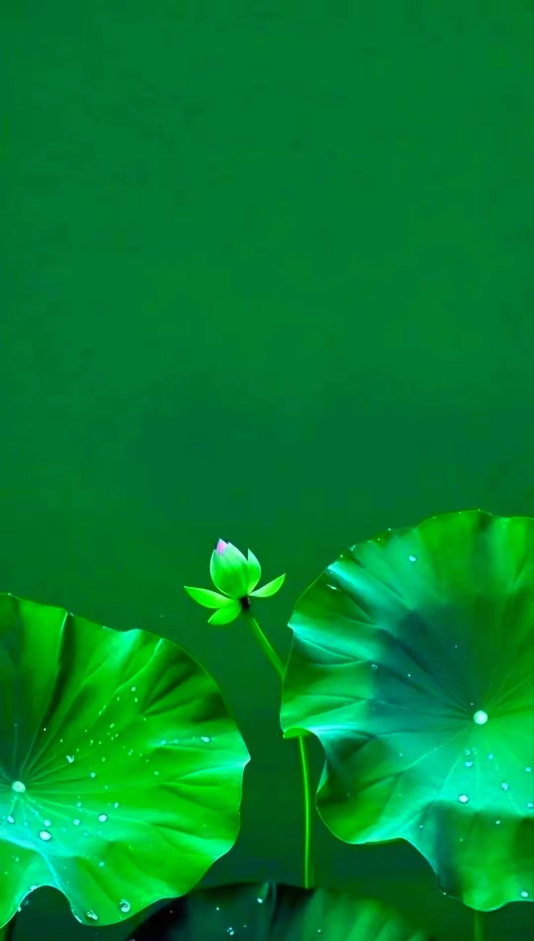绿色养眼的壁纸屏保手机背景墙的图片!