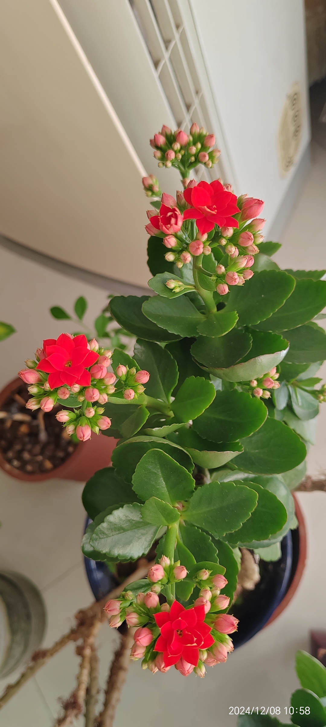 长寿花开了第一朵花,记录一下美好