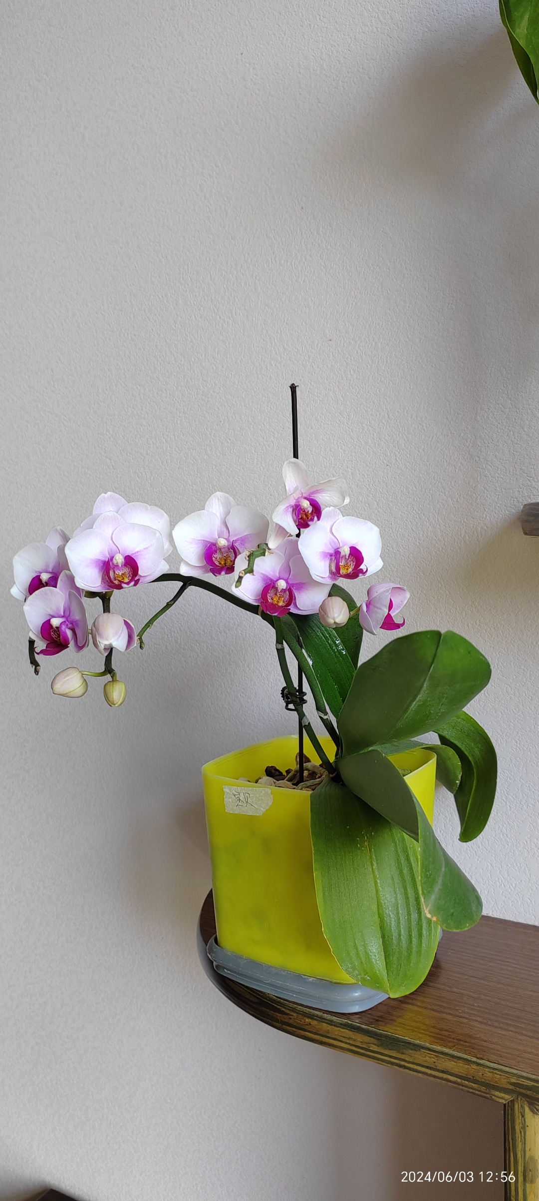 蝴蝶兰宝贝,第二茬花期!蝴蝶兰图片!