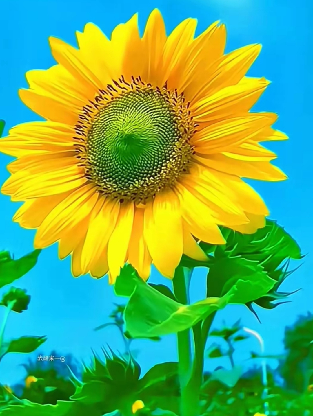 漂亮的向日葵图片!金灿灿的向日葵点缀着蓝色的天空.