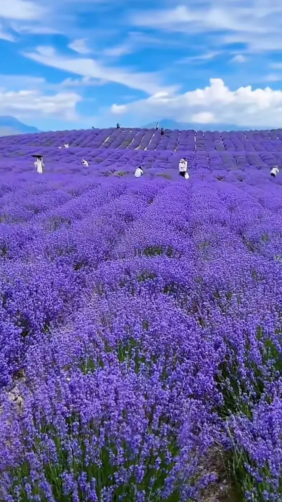 薰衣草花海描写图片