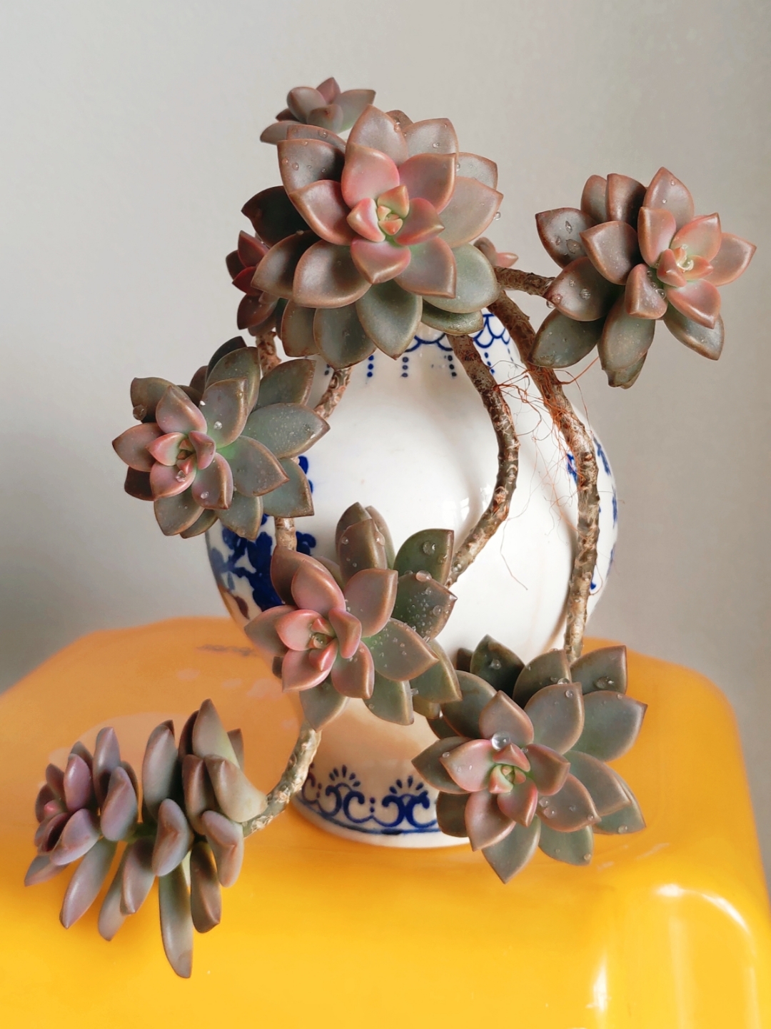 多肉姬胧月很容易养成老桩,出了状态上了色会更漂亮.